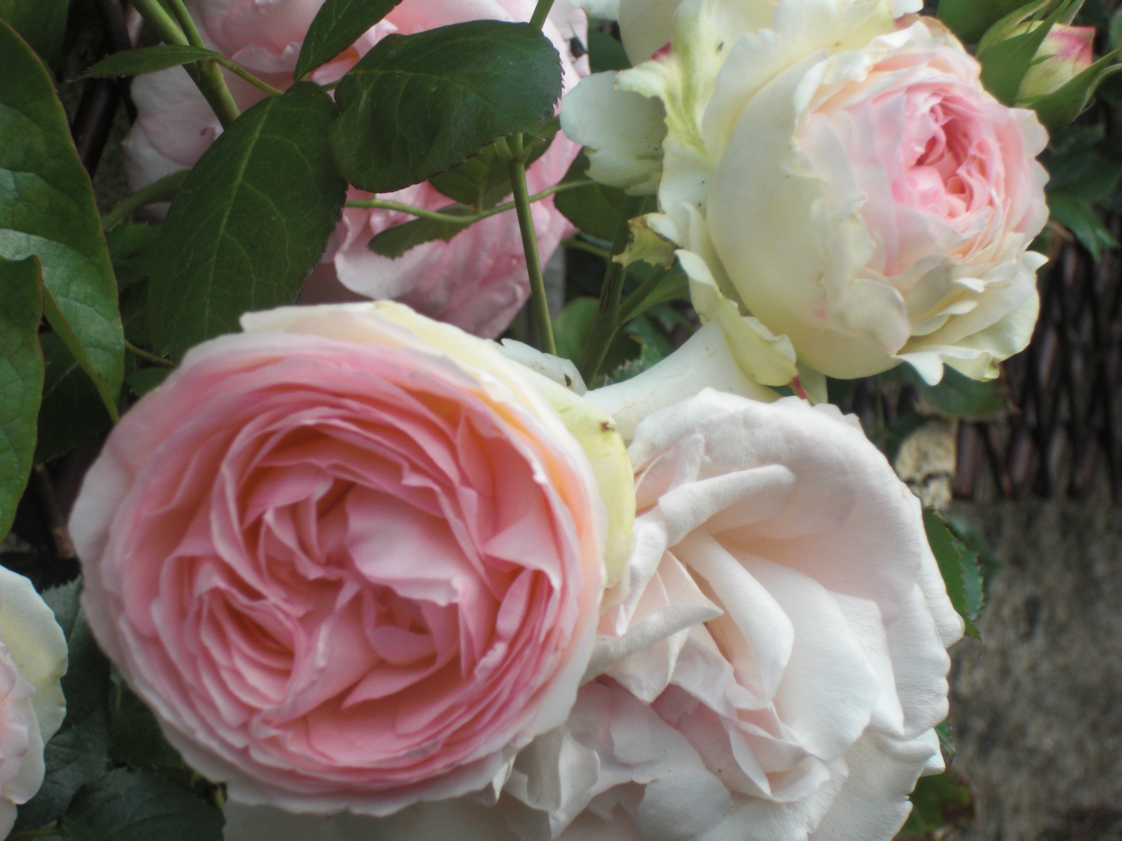 Roses du jardin